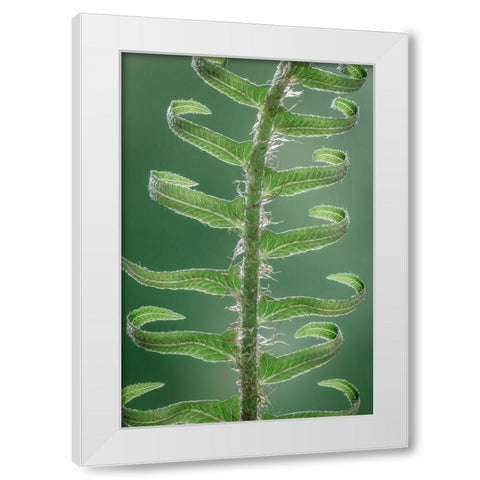 Sword Fern in Spring II White Modern Wood Framed Art Print by Mahan, Kathy