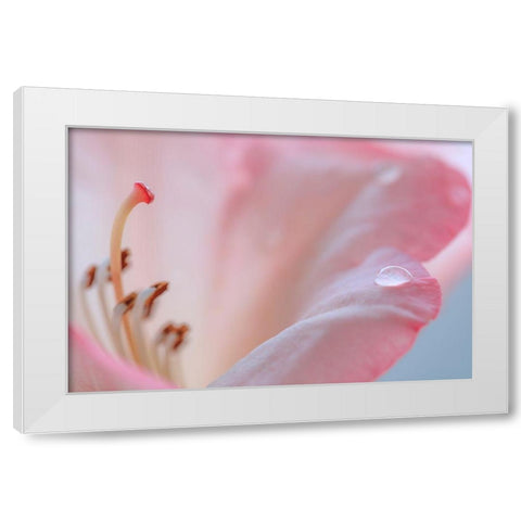 Rhododendron Blossom III White Modern Wood Framed Art Print by Mahan, Kathy