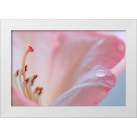 Rhododendron Blossom III White Modern Wood Framed Art Print by Mahan, Kathy