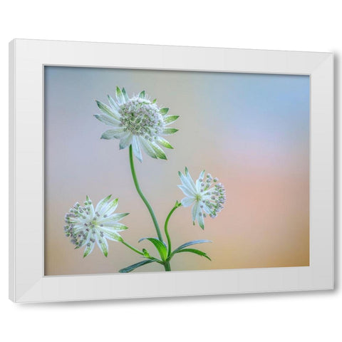 Astrantia Blossoms I White Modern Wood Framed Art Print by Mahan, Kathy