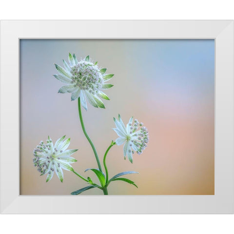 Astrantia Blossoms I White Modern Wood Framed Art Print by Mahan, Kathy