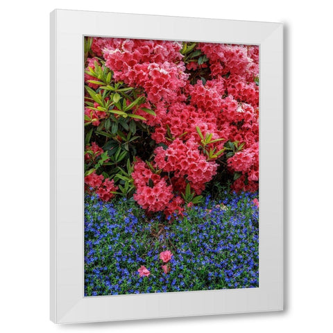 Lithodora and Rhododendron White Modern Wood Framed Art Print by Mahan, Kathy