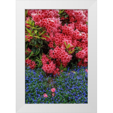 Lithodora and Rhododendron White Modern Wood Framed Art Print by Mahan, Kathy