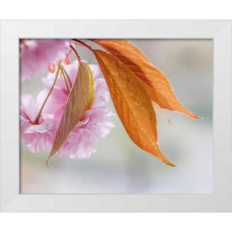 Pink Cherry Blossoms II White Modern Wood Framed Art Print by Mahan, Kathy