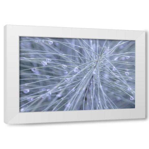 Horsetail II White Modern Wood Framed Art Print by Mahan, Kathy