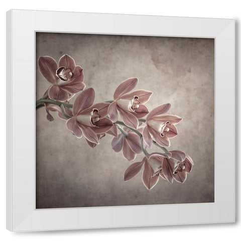Cymbidium Orchid II White Modern Wood Framed Art Print by Mahan, Kathy