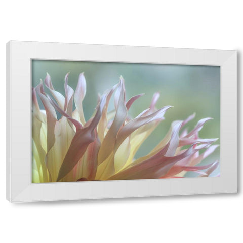 Dahlia Petals I White Modern Wood Framed Art Print by Mahan, Kathy