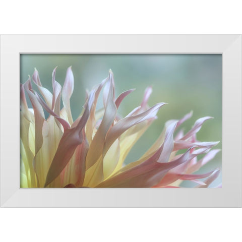 Dahlia Petals I White Modern Wood Framed Art Print by Mahan, Kathy