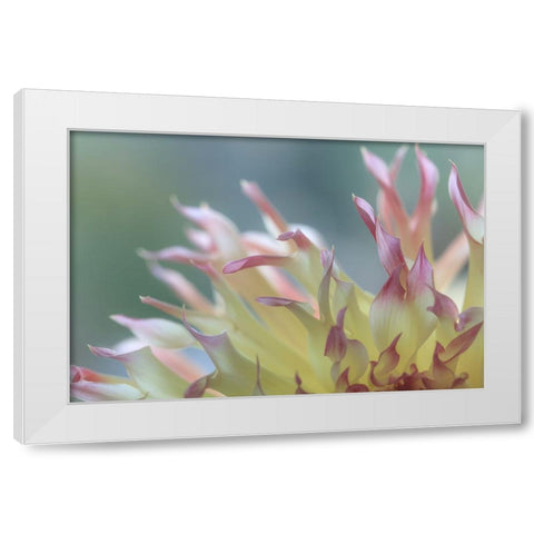 Dahlia Petals II White Modern Wood Framed Art Print by Mahan, Kathy