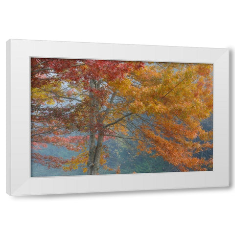 Oak Trees in Fall I White Modern Wood Framed Art Print by Mahan, Kathy