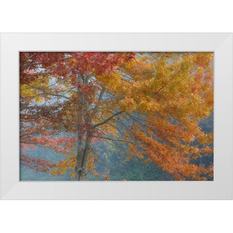 Oak Trees in Fall I White Modern Wood Framed Art Print by Mahan, Kathy