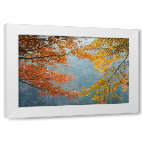 Oak Trees in Fall II White Modern Wood Framed Art Print by Mahan, Kathy