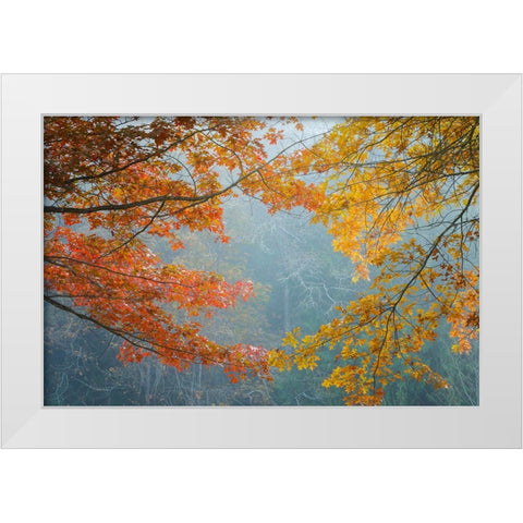 Oak Trees in Fall II White Modern Wood Framed Art Print by Mahan, Kathy
