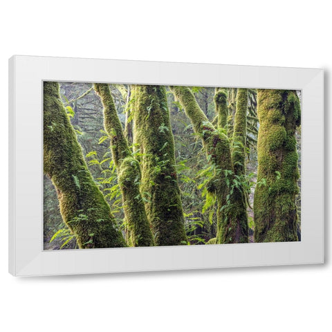 Licorice Ferns I White Modern Wood Framed Art Print by Mahan, Kathy