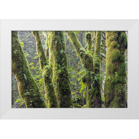 Licorice Ferns I White Modern Wood Framed Art Print by Mahan, Kathy