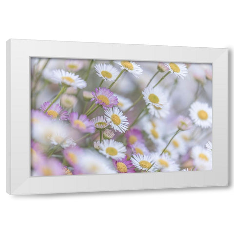 Santa Barbara Daisies I White Modern Wood Framed Art Print by Mahan, Kathy
