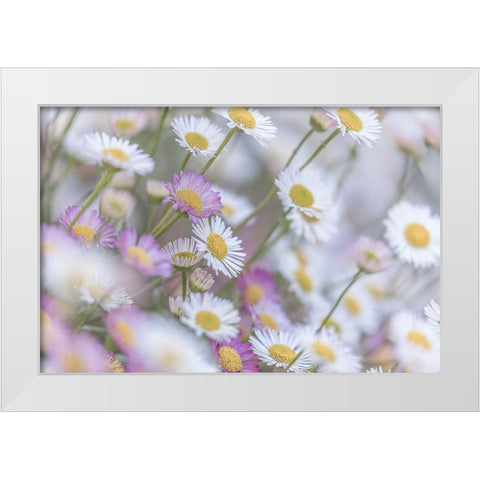 Santa Barbara Daisies I White Modern Wood Framed Art Print by Mahan, Kathy