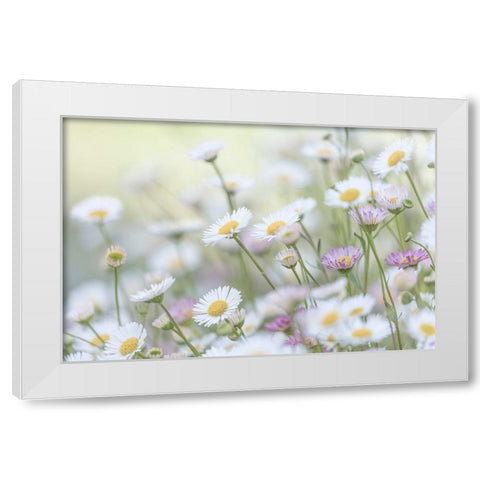 Santa Barbara Daisies II White Modern Wood Framed Art Print by Mahan, Kathy