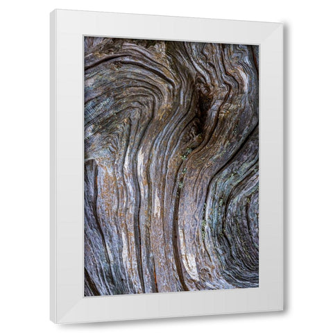 Gnarled Driftwood I White Modern Wood Framed Art Print by Mahan, Kathy