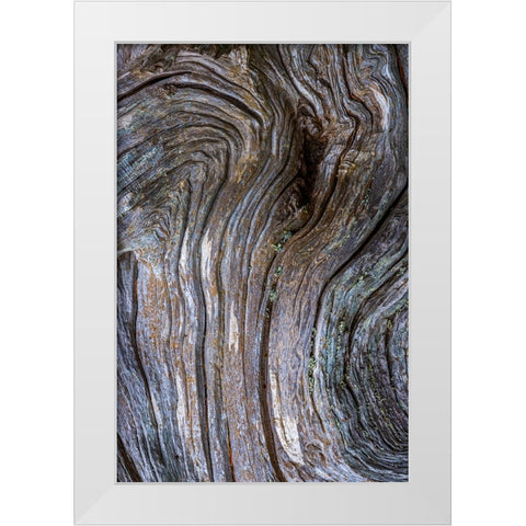 Gnarled Driftwood I White Modern Wood Framed Art Print by Mahan, Kathy