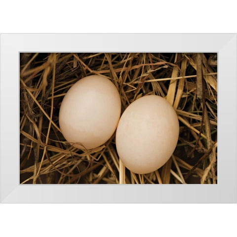Eggs I White Modern Wood Framed Art Print by Millet, Karyn