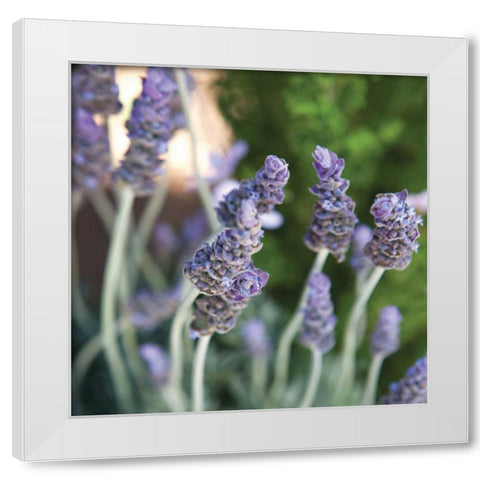 Lavender II White Modern Wood Framed Art Print by Millet, Karyn