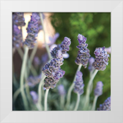 Lavender II White Modern Wood Framed Art Print by Millet, Karyn