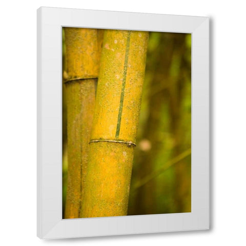 Bamboo I White Modern Wood Framed Art Print by Millet, Karyn