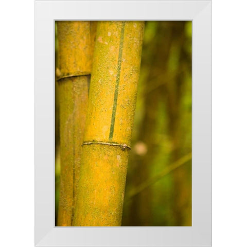 Bamboo I White Modern Wood Framed Art Print by Millet, Karyn