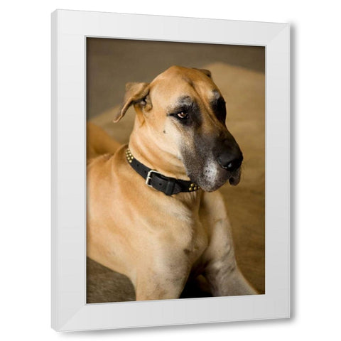 Great Dane White Modern Wood Framed Art Print by Millet, Karyn