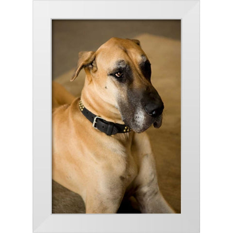 Great Dane White Modern Wood Framed Art Print by Millet, Karyn