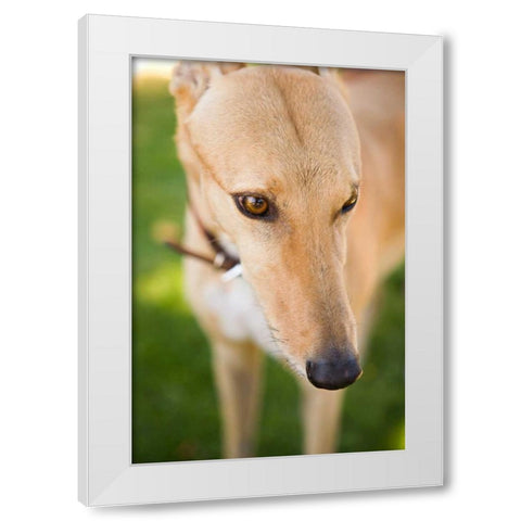 Greyhound White Modern Wood Framed Art Print by Millet, Karyn