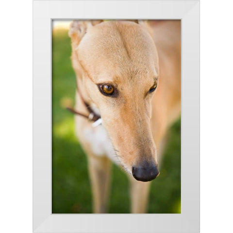 Greyhound White Modern Wood Framed Art Print by Millet, Karyn