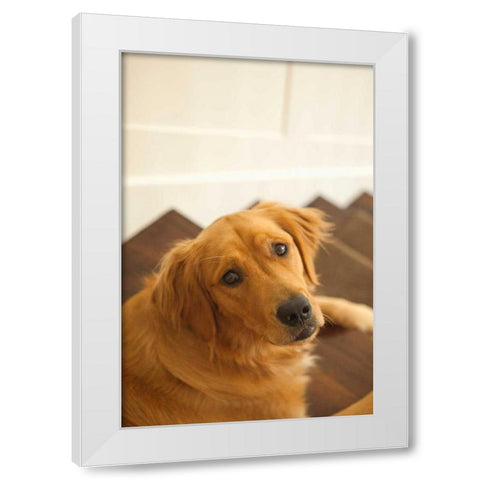 Goldie I White Modern Wood Framed Art Print by Millet, Karyn