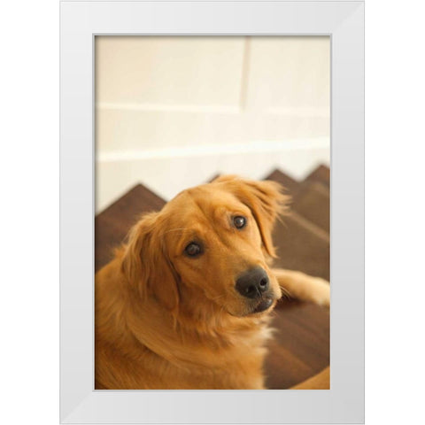 Goldie I White Modern Wood Framed Art Print by Millet, Karyn