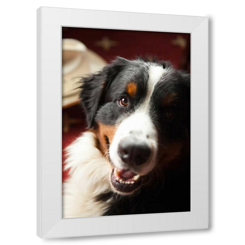 Ranch Dog White Modern Wood Framed Art Print by Millet, Karyn