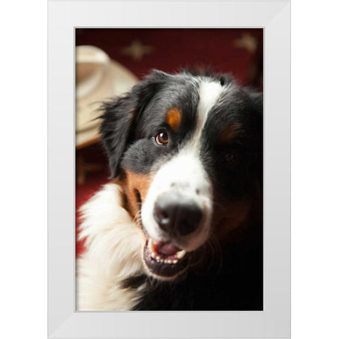 Ranch Dog White Modern Wood Framed Art Print by Millet, Karyn