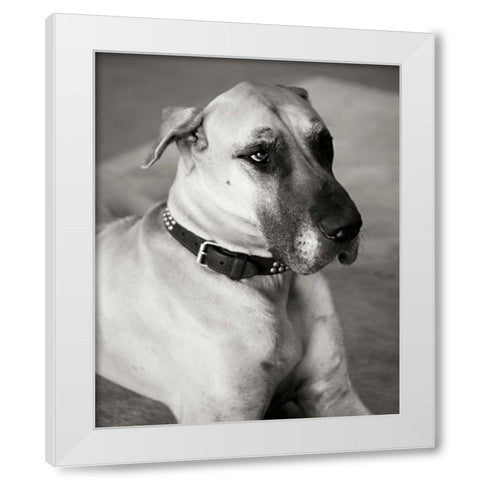 Great Dane White Modern Wood Framed Art Print by Millet, Karyn