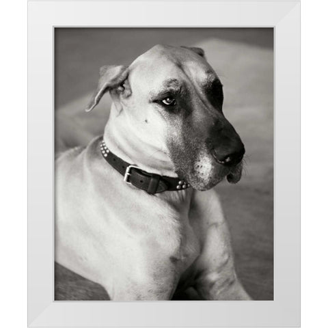 Great Dane White Modern Wood Framed Art Print by Millet, Karyn