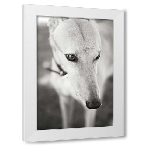 Greyhound White Modern Wood Framed Art Print by Millet, Karyn