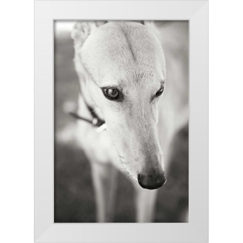 Greyhound White Modern Wood Framed Art Print by Millet, Karyn