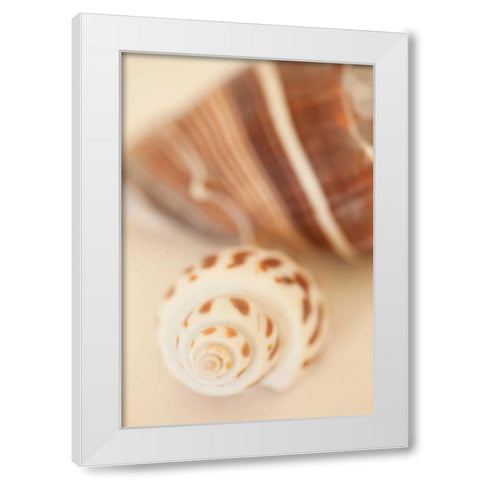 Shell by Shell III White Modern Wood Framed Art Print by Millet, Karyn
