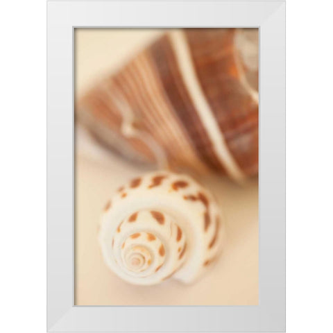 Shell by Shell III White Modern Wood Framed Art Print by Millet, Karyn