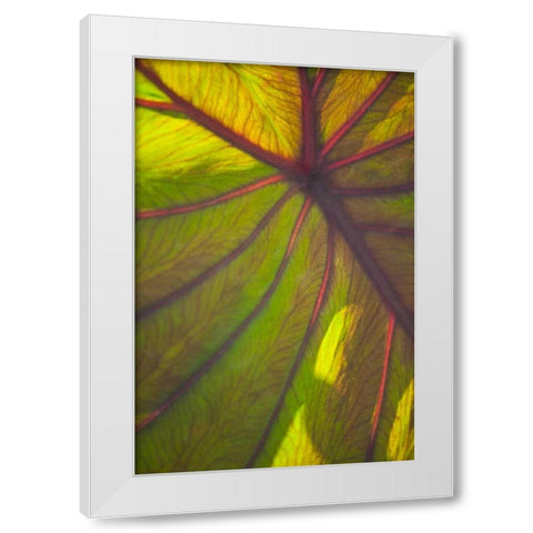 Sun in the Leaves II White Modern Wood Framed Art Print by Millet, Karyn