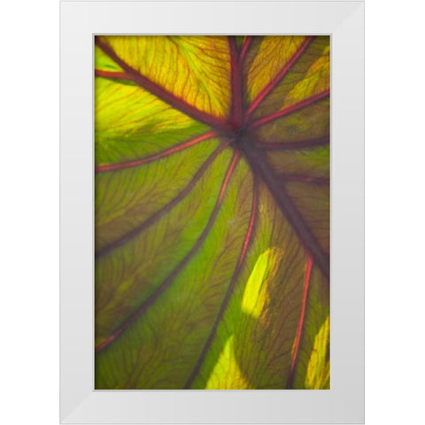 Sun in the Leaves II White Modern Wood Framed Art Print by Millet, Karyn