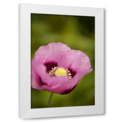 Purple Poppy I White Modern Wood Framed Art Print by Millet, Karyn