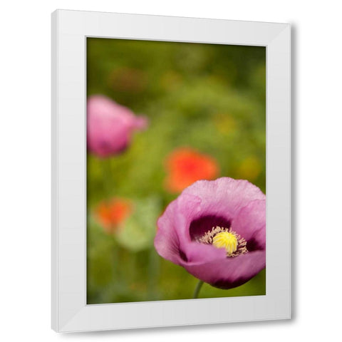 Purple Poppy II White Modern Wood Framed Art Print by Millet, Karyn