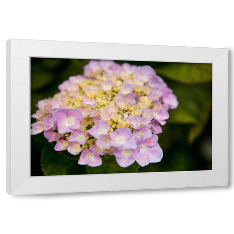 Hydrangeas I White Modern Wood Framed Art Print by Millet, Karyn