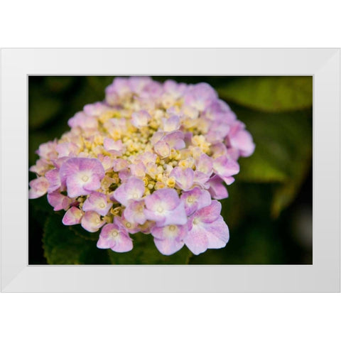 Hydrangeas I White Modern Wood Framed Art Print by Millet, Karyn
