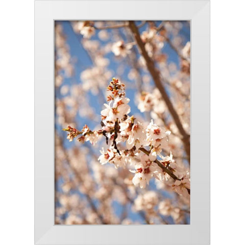 In Bloom VIII White Modern Wood Framed Art Print by Millet, Karyn